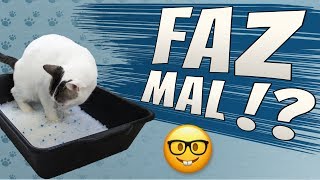 Areia Sílica faz Mal para os Gatos [upl. by Aikenat4]