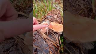 november fungi fungus mycology mushroom mycophile nature woods trail morningview mushlove [upl. by Evangelin]