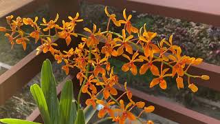 Renanthera kalsom midas kiss orange [upl. by Meuser150]