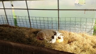 Lambing Season on the Farm [upl. by Elia]