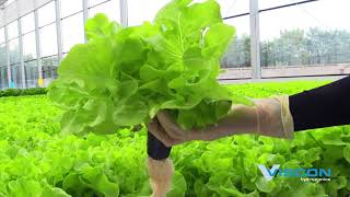 Viscon Hydroponics  Automated hydroponic system  Harvest in the Greenhouse [upl. by Smoht]