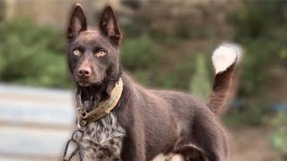 TÜRK KURDU  DOMUZ AVCISI ZERDAVA KÖPEKLERİ [upl. by Ahel]