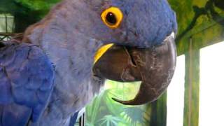 Tara Talk  Hyacinth Macaw Chitchat [upl. by Anelim]