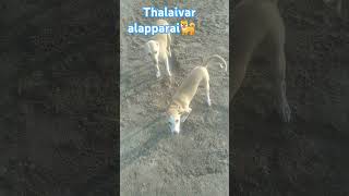 🐕Thalaivar alapparai👍👍funnydogs anirudh ytshorts [upl. by Cirilla786]