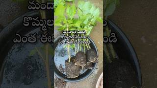 Easy to grow hibiscus plant from cuttings youtubeshorts shorts shortsyoutube hibiscus [upl. by Paik]