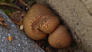 Pigskin poinson puffball 2 [upl. by Tymon]