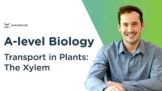 Transport in Plants The Xylem  Alevel Biology  OCR AQA Edexcel [upl. by Akfir]