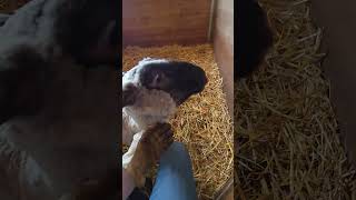 Day 2 of Faddles docked tail lambs animalfarming farming sheep [upl. by Amery]