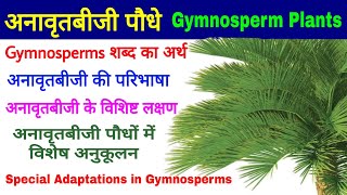 Gymnosperm Plants अनावृतबीजी पौधे विशिष्ट लक्षणSalient Features Special Adaptations Biology [upl. by Llyrpa17]