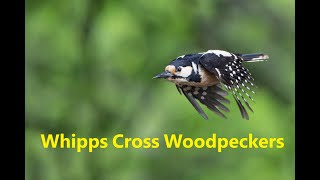 Whipps Cross Woodpeckers [upl. by Angeline]