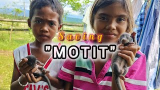 MOTIT  SAVING CIVET CAT [upl. by Enaols]