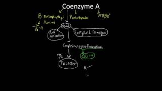 Coenzyme A [upl. by Swihart]