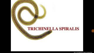 Trichinella spiralis [upl. by Isborne183]