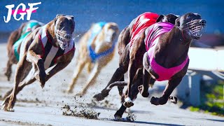 Greyhound Racing Track Race Competition [upl. by Macpherson]