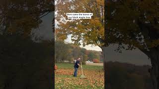 Can we just live in October forevershortvideo shorts shortsfeed fatherdaughter [upl. by Aeet453]