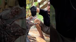 Training Crocodilian  Dwarf Caiman reptiles [upl. by Bastien]