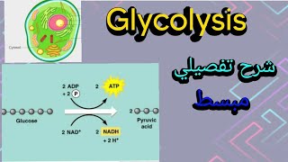 Glycolysis step by step شرح مبسط بالعربي biochemistryGlucose chemistry [upl. by Dobrinsky]