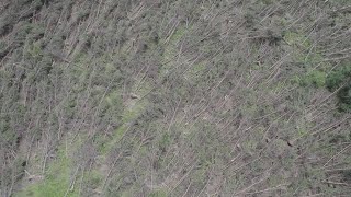 Lowell anticyclonic tornado damage from drone [upl. by Leonardi]