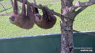 Baby sloths Phoenix amp Binx stick together like glue  070824  SlothTV via exploreorg [upl. by Moreta661]