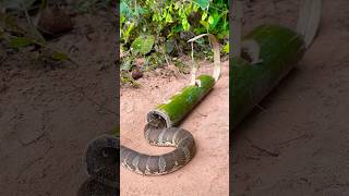 Amazing Snake Trap Make Using Bamboo shortvideo wildlife snake animals shortvideo [upl. by Bailey]