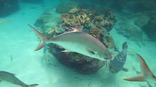 Discovery Cove w Sharks 4 [upl. by Eenor229]