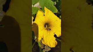 Bees gathering nectar in a squash flower [upl. by Allenaj]