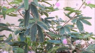 Mimosa Pudica the Sleepy Plant [upl. by Malinin]