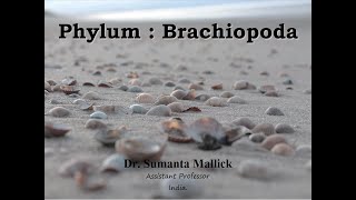 Brachiopoda Morphology [upl. by Naitsyrk508]