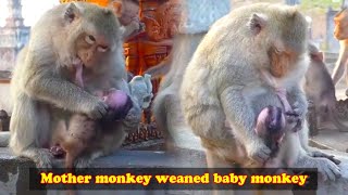 The mother monkey beat her newborn baby so harshly that the baby monkeys urine flowed out [upl. by Coltun]