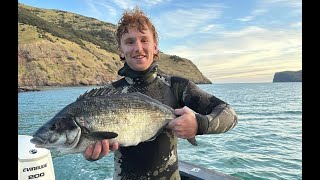 Akaroa Harbour Diving Edit [upl. by Gerald]