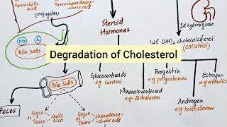 Degradation of Cholesterol  Synthesis of Bile Acids Vitamin D amp Steroid Hormones [upl. by Aleiram]