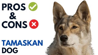 Tamaskan Dog Pros and Cons  Tamaskan Dog Advantages and Disadvantages [upl. by Nivra]