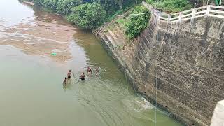 mundali bridge fish rescue [upl. by Copeland]