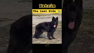 Extrim Goes to Heaven Before he got 24 months Official Young Black Gsd Stud Miss you Always my boy [upl. by Denney]