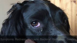 How To  Treat ConjunctivitisPink Eye in Dogs 🐾 [upl. by Peirce]