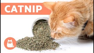 What is CATNIP and How Does it Work  Effects and Benefits [upl. by Kcub]