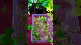 How to Propagate Pennywort Plant Hydrocotyle Verticillata  in Water shorts [upl. by Ghiselin389]