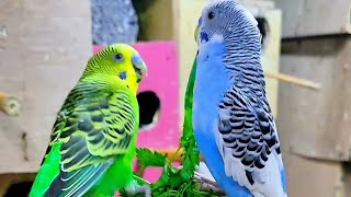 budgie sounds amazing morning in our colonies 😍 [upl. by Ailbert]