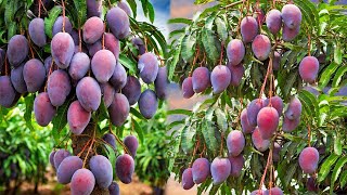 What are the stages of mango plant growth How to take care of a mango tree [upl. by Luisa]