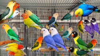 Lovebird Cage Making Video How To Make Birds Aviary Birds Breeding Aviary In Canada Parrot Farm [upl. by Otnas660]