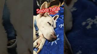 Snore puppypetlovers highfive youtubecreators [upl. by Luapnaes]