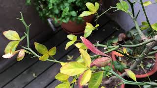 CITRUS TRIFOLIATA 1  Poncirus Trifoliata Deciduous Hardy Orange Tree in Autumn Colors [upl. by Hyatt264]