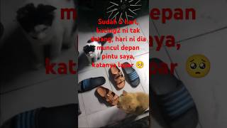 Saya tak perasan awak berdua datang tunggu saya maafkan saya ye kucing [upl. by Arol]