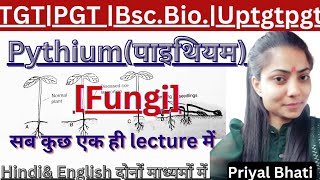 Pythium FungiFull LectureTGT PGT biologyUptgtpgtbiologyLtGICNeetBSC amp MScBy Priyal bhati [upl. by Anyg266]