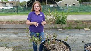 Choosing Blueberry Plants Based Upon Chill Hours [upl. by Lanny]