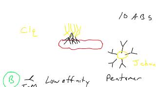 Antibody effector function  IgM [upl. by Harret]