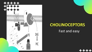 ChilinoceptorsNicotinicMuscarinicM1 and M3 [upl. by Okimuk]