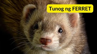 Tunog ng FERRET  Sound of FERRET [upl. by Coppins]