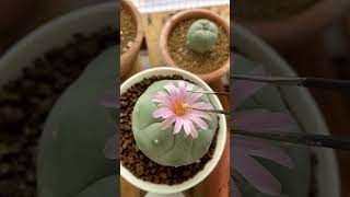 Pollinating Lophohora Fricii for the first time 🌸 cactusgarden lophophorafricii cactus fricii [upl. by Amitie758]