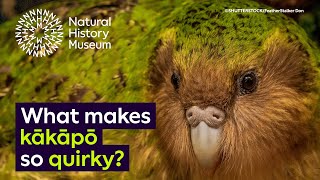 New Zealands endemic and endangered kākāpō [upl. by Natek]